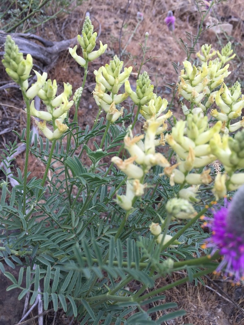 Tweedy's Milkvetch photo 8