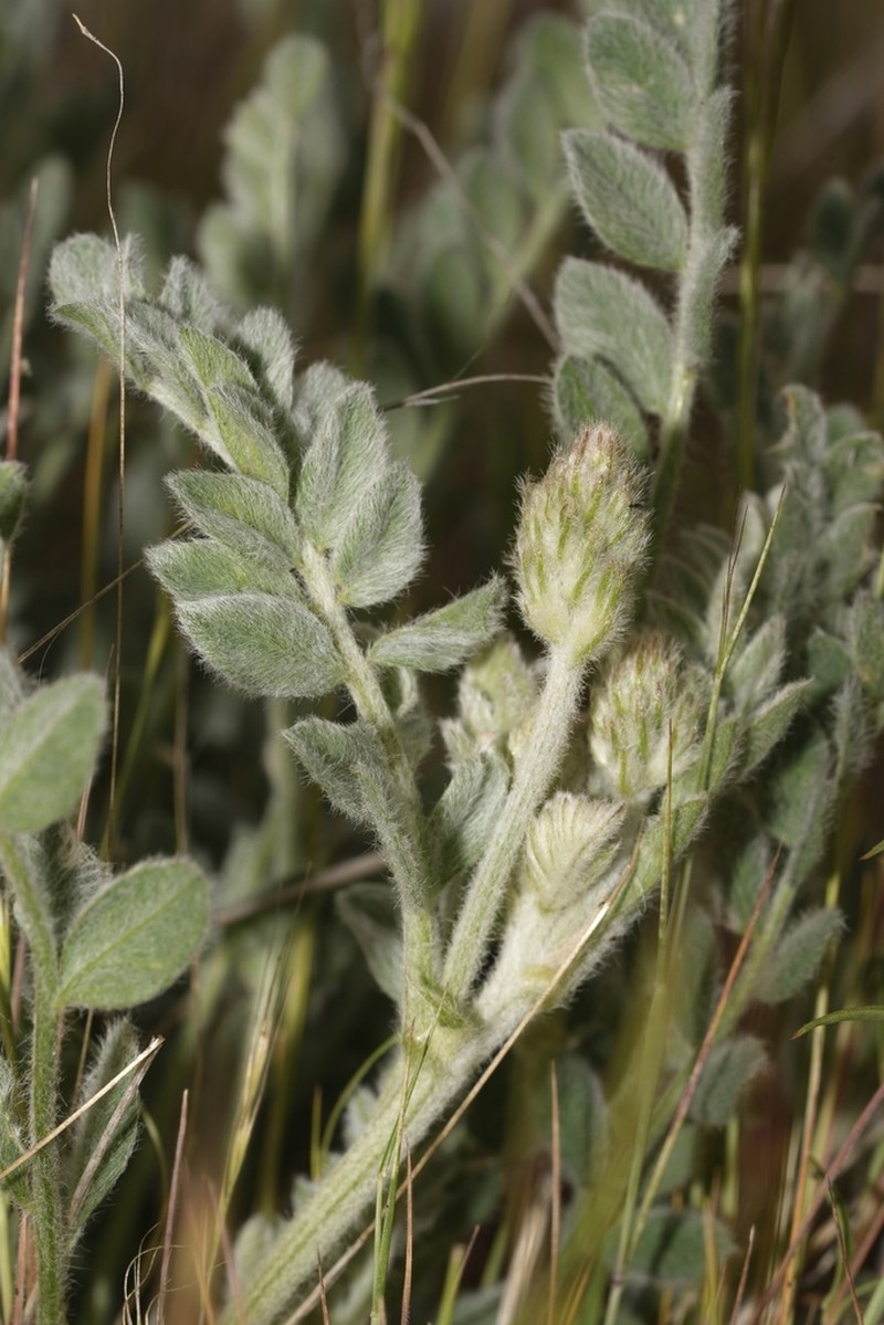 Tygh Valley Milkvetch