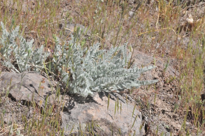 Tygh Valley Milkvetch photo 2