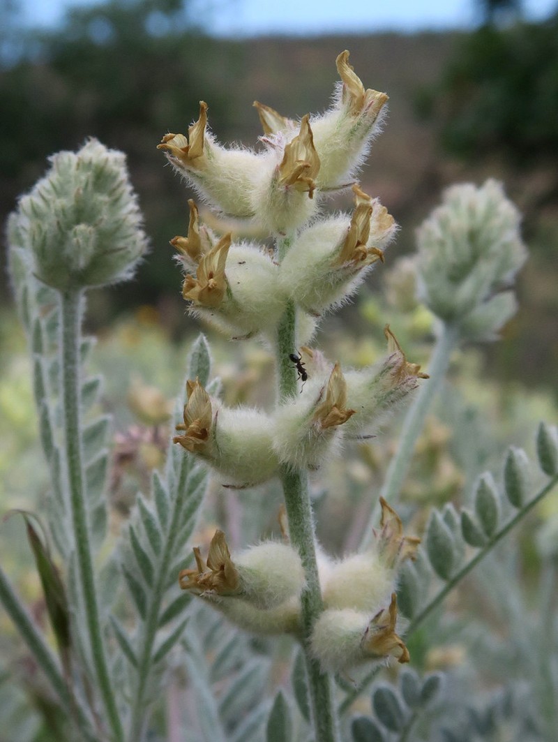 Tygh Valley Milkvetch photo 3