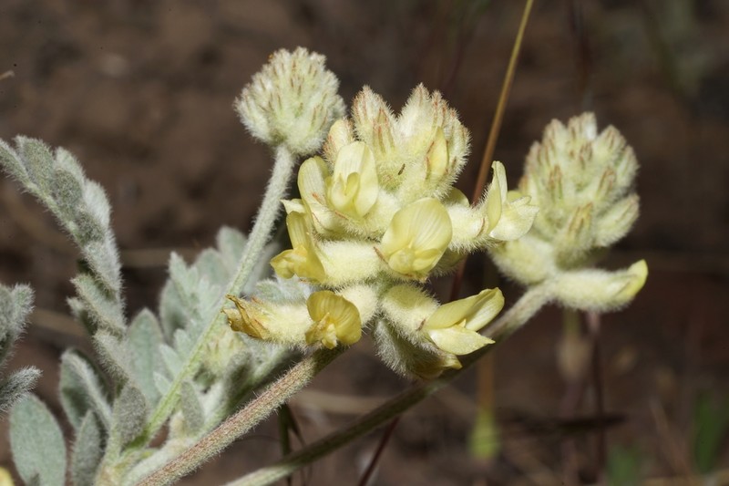 Tygh Valley Milkvetch photo 4