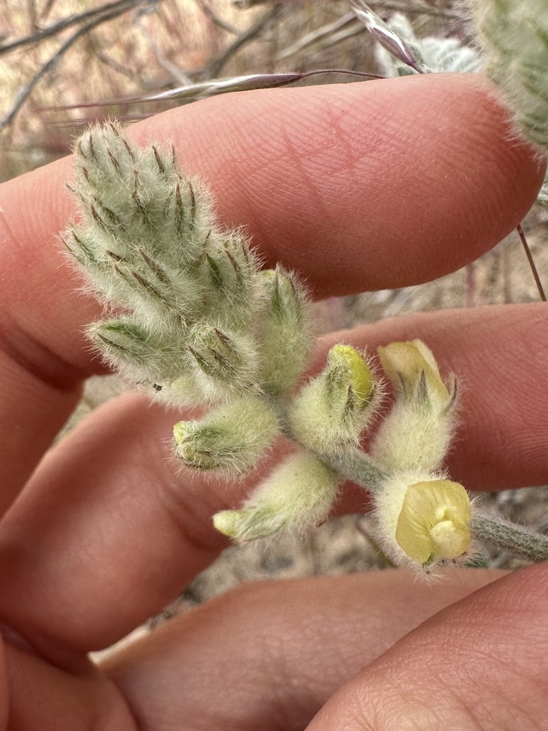 Tygh Valley Milkvetch photo 5