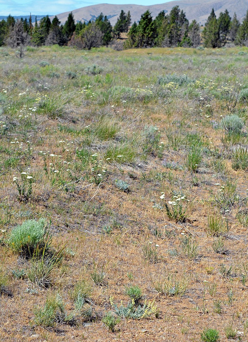 Tygh Valley Milkvetch photo 6