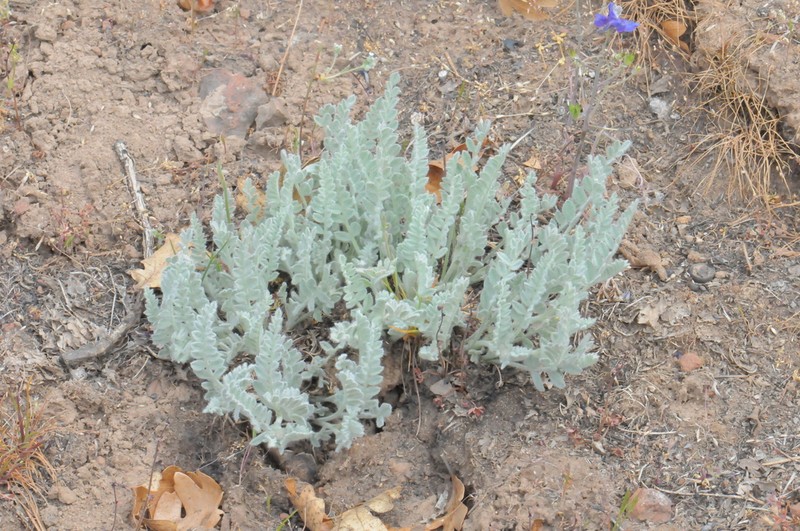 Tygh Valley Milkvetch photo 7