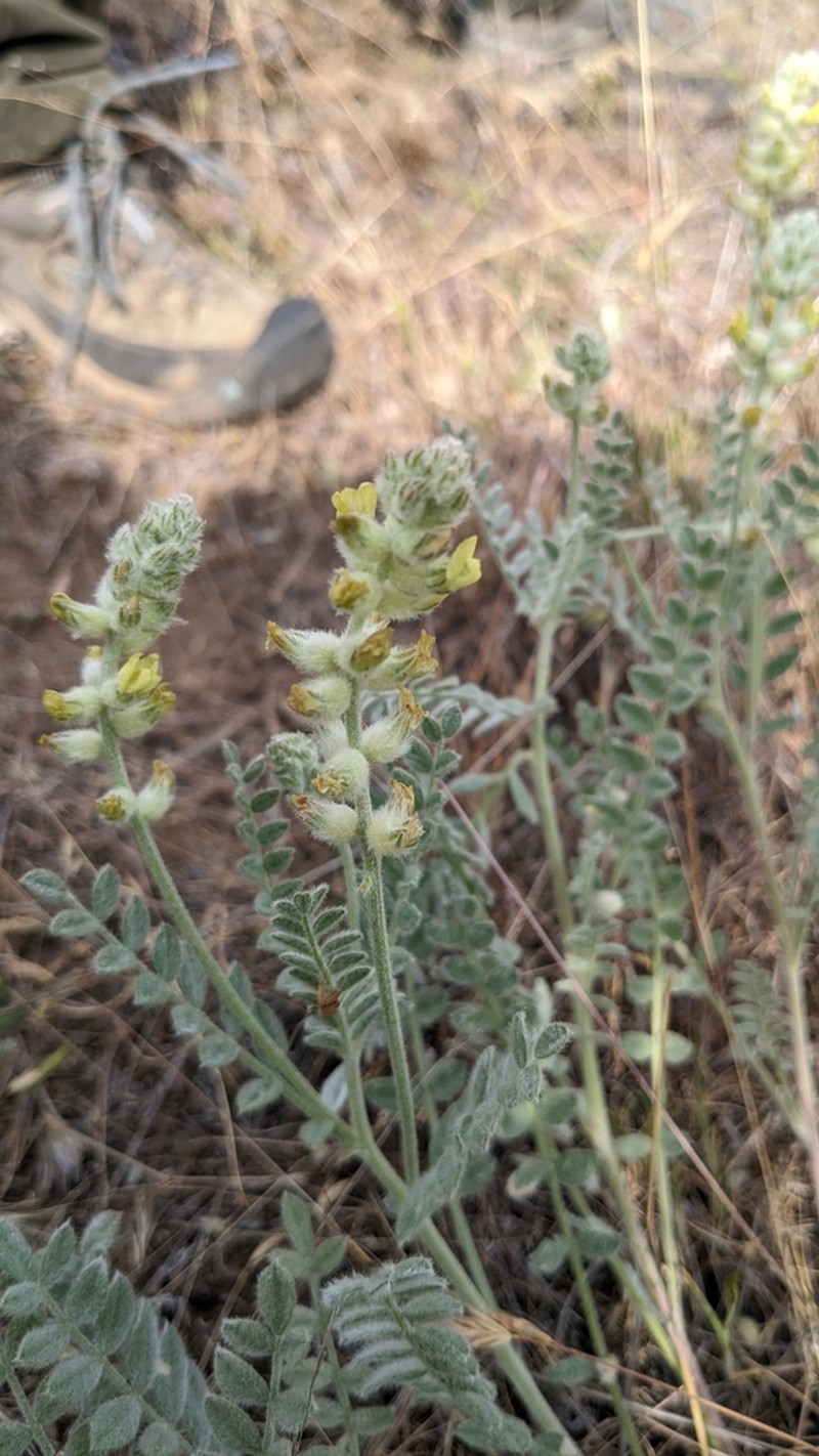 Tygh Valley Milkvetch photo 8