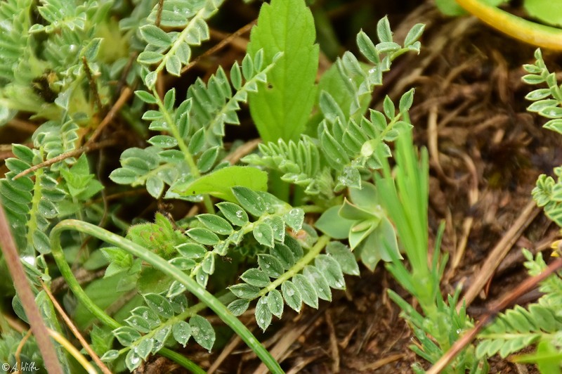 Astragalus tymphresteus