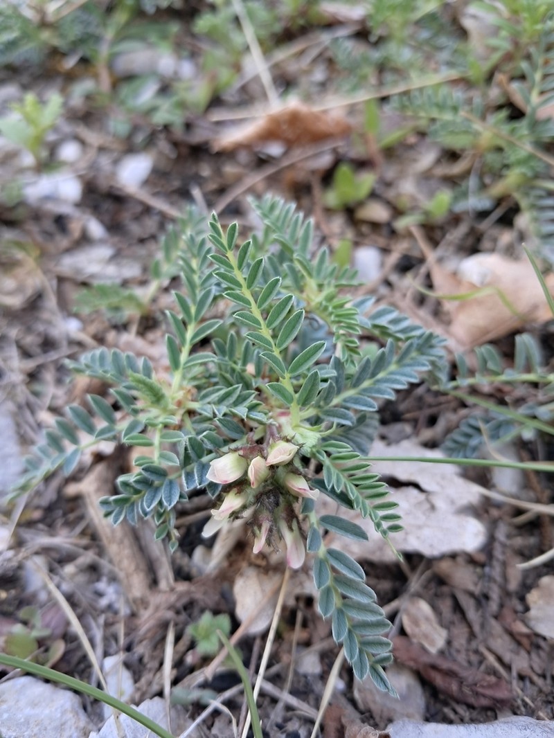Astragalus tymphresteus photo 2