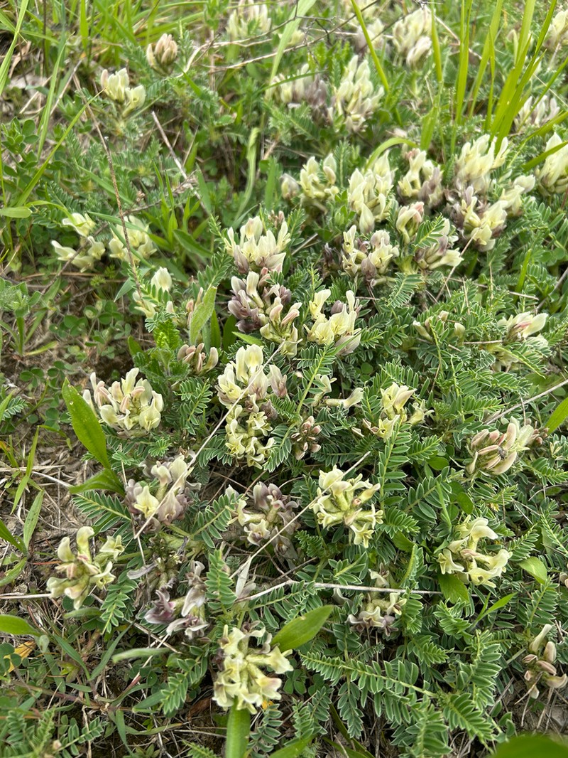 Astragalus tymphresteus photo 3
