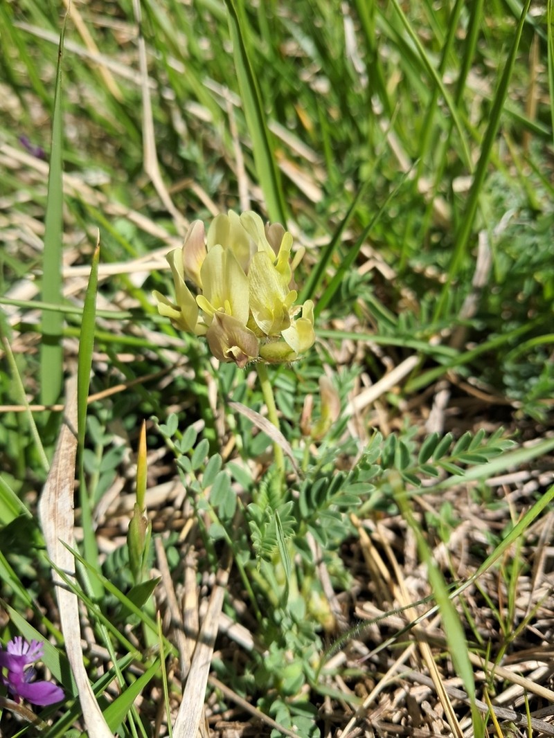 Astragalus tymphresteus photo 4