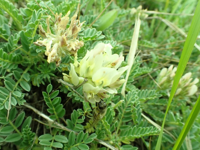 Astragalus tymphresteus photo 5