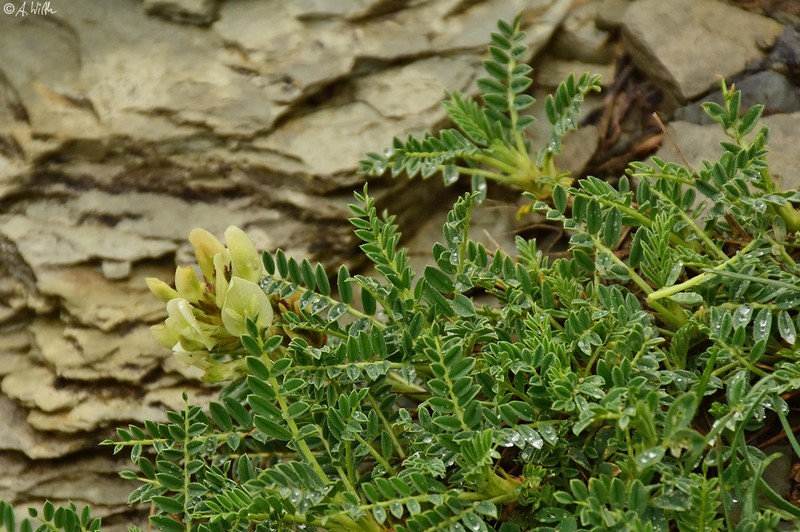 Astragalus tymphresteus photo 6