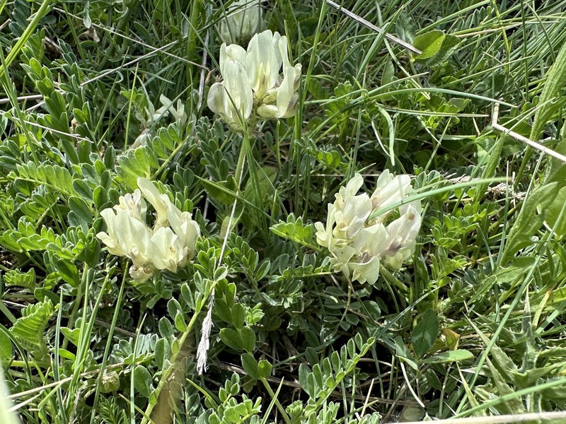 Astragalus tymphresteus photo 7