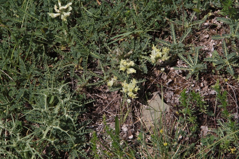 Astragalus tymphresteus photo 8