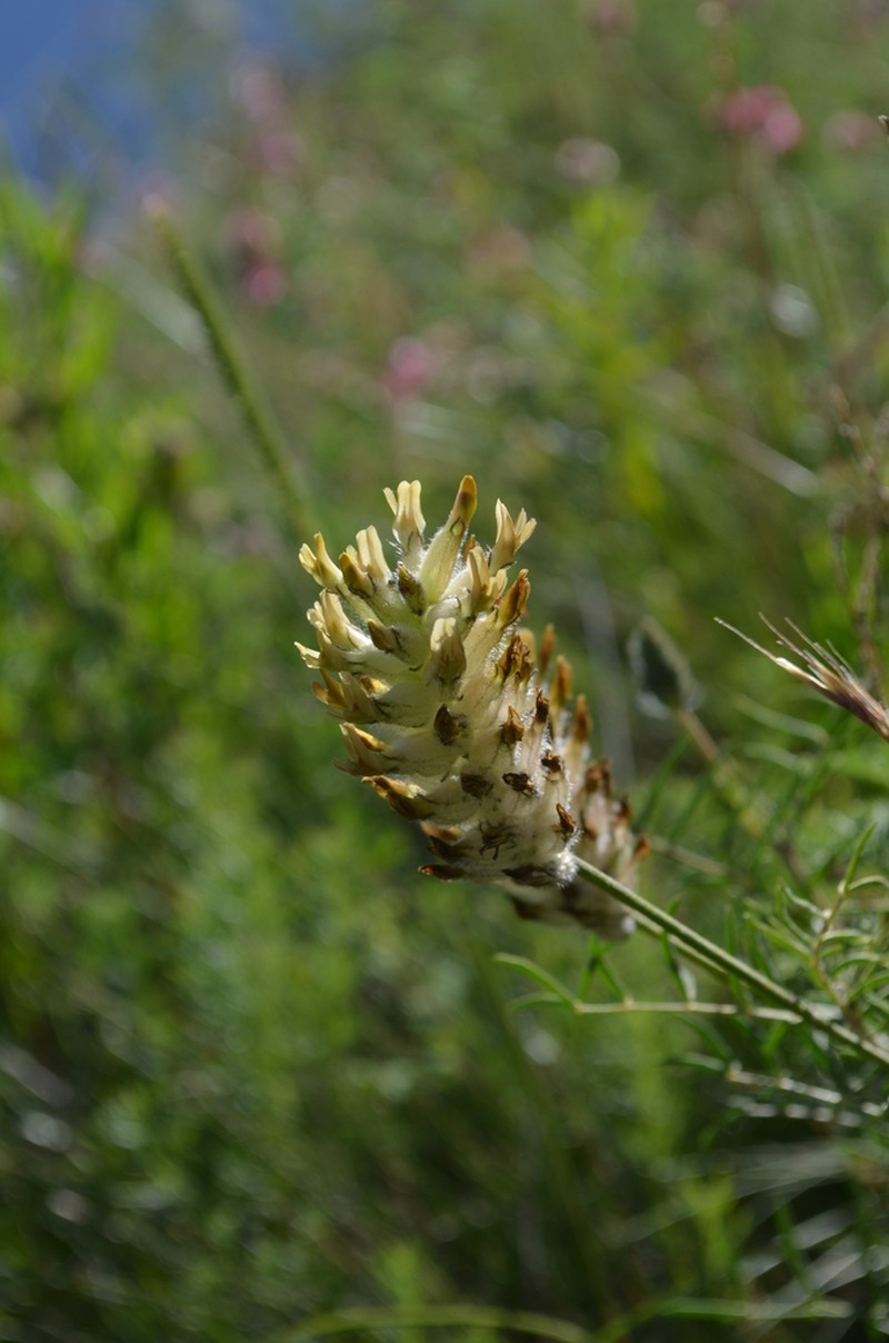 Astragalus tyttocarpus