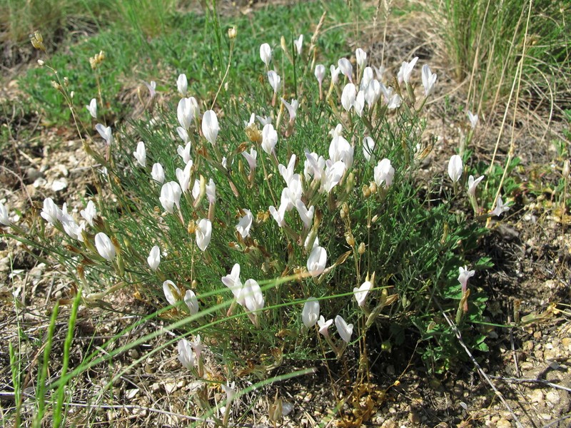 Astragalus ucrainicus