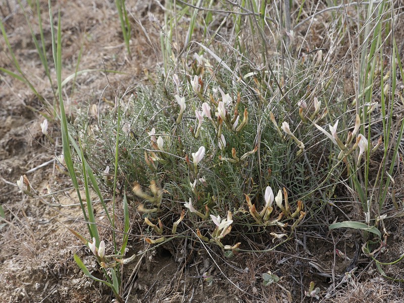 Astragalus ucrainicus photo 2