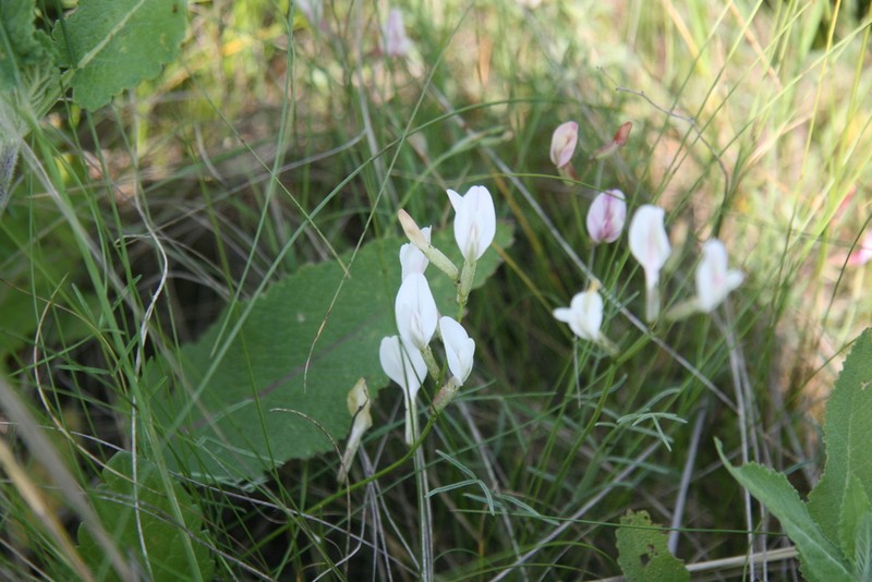 Astragalus ucrainicus photo 3