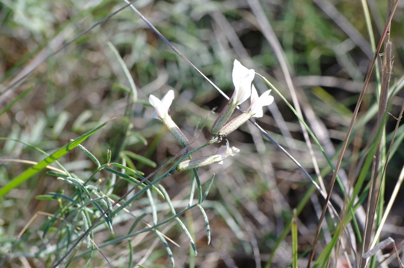 Astragalus ucrainicus photo 4
