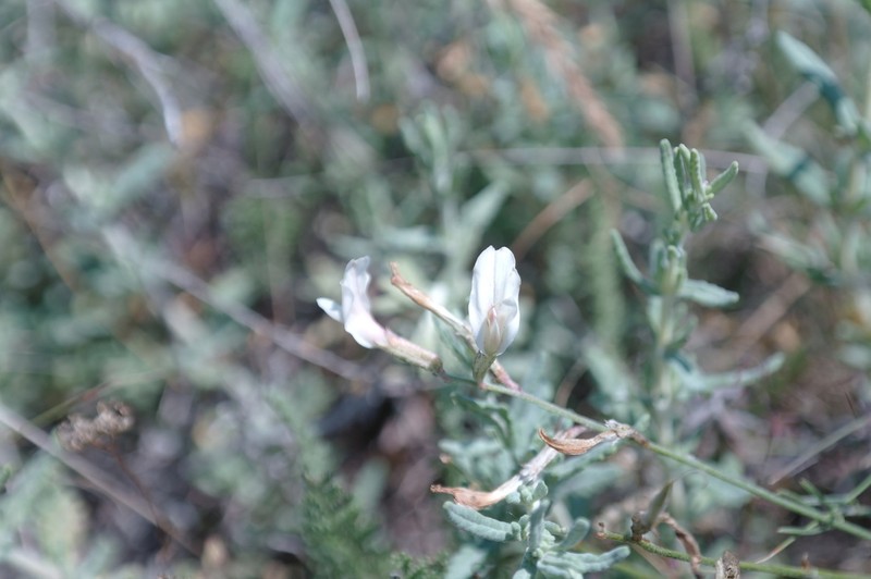 Astragalus ucrainicus photo 5