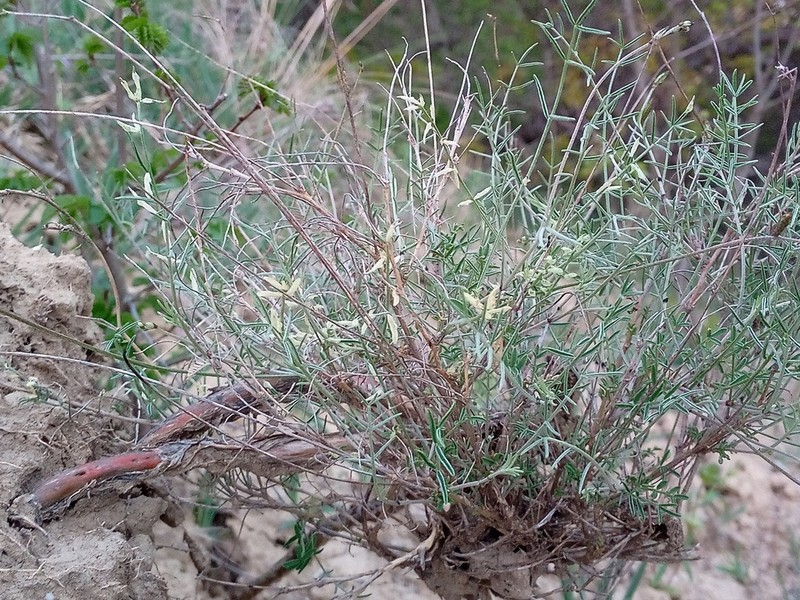 Astragalus ucrainicus photo 6