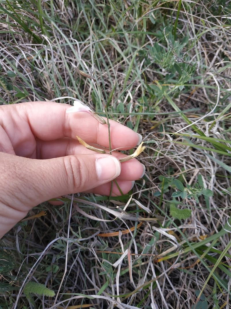 Astragalus ucrainicus photo 7