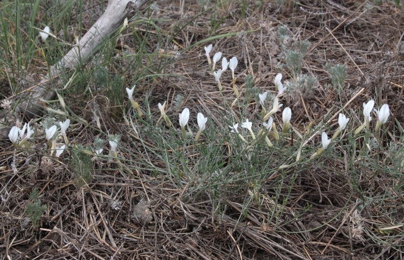 Astragalus ucrainicus photo 8