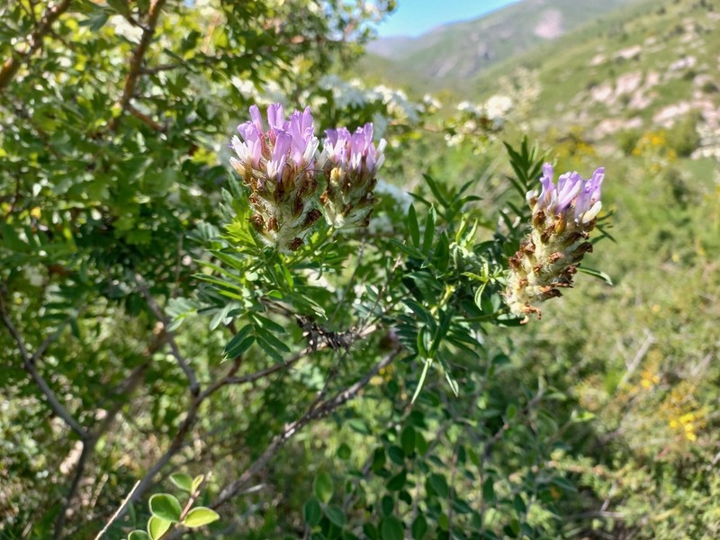 Astragalus ugamicus