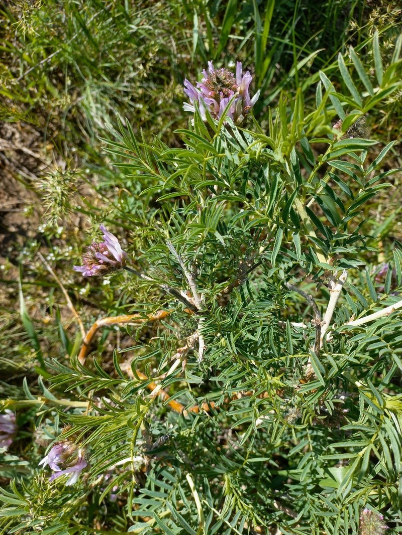 Astragalus ugamicus photo 2