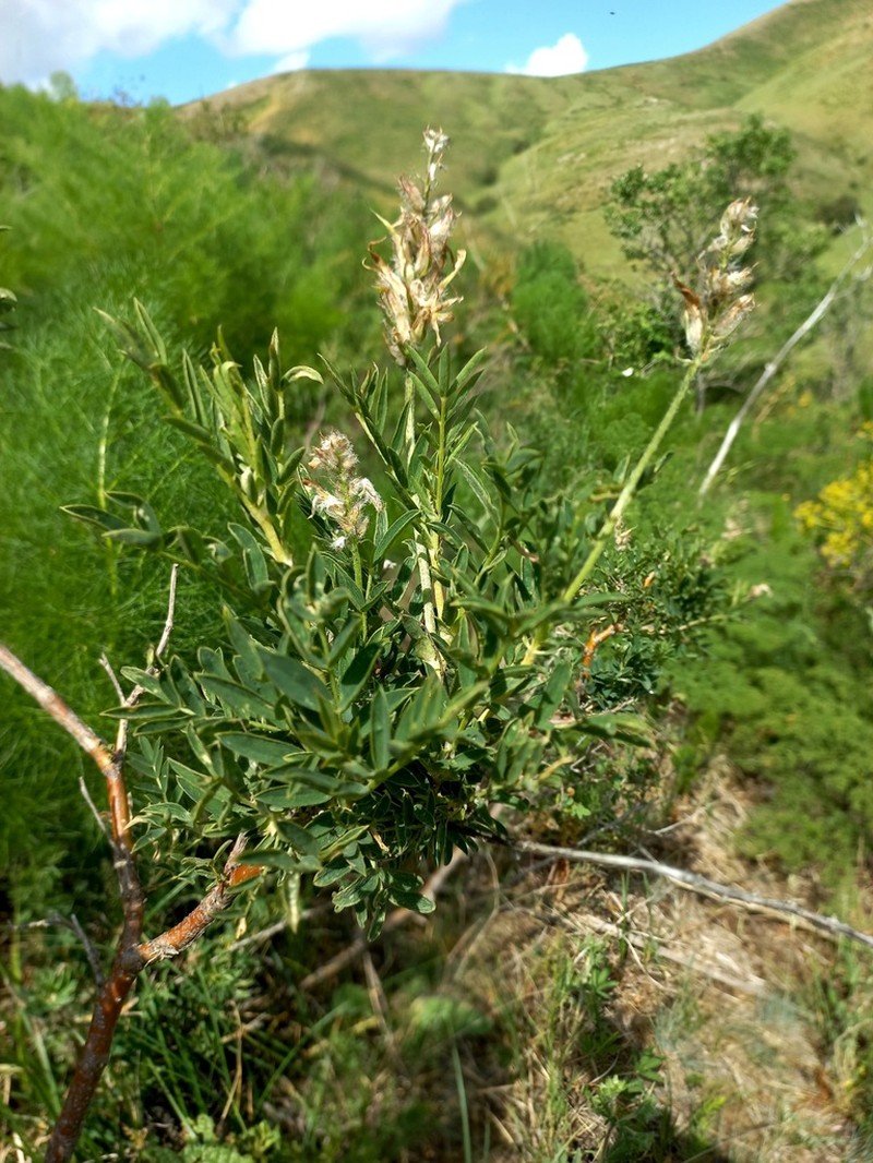 Astragalus ugamicus photo 3