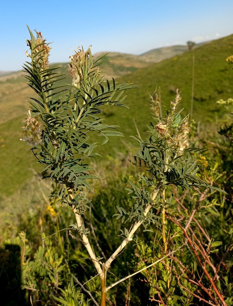 Astragalus ugamicus photo 4