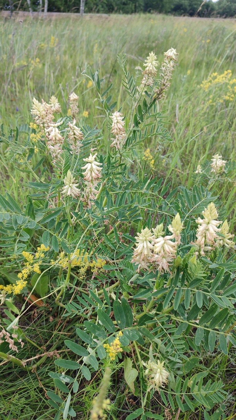 Astragalus uliginosus photo 2