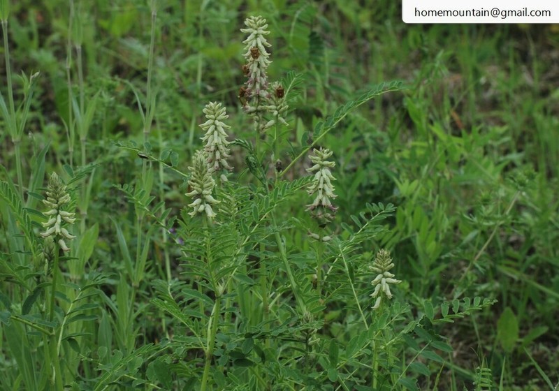Astragalus uliginosus photo 3