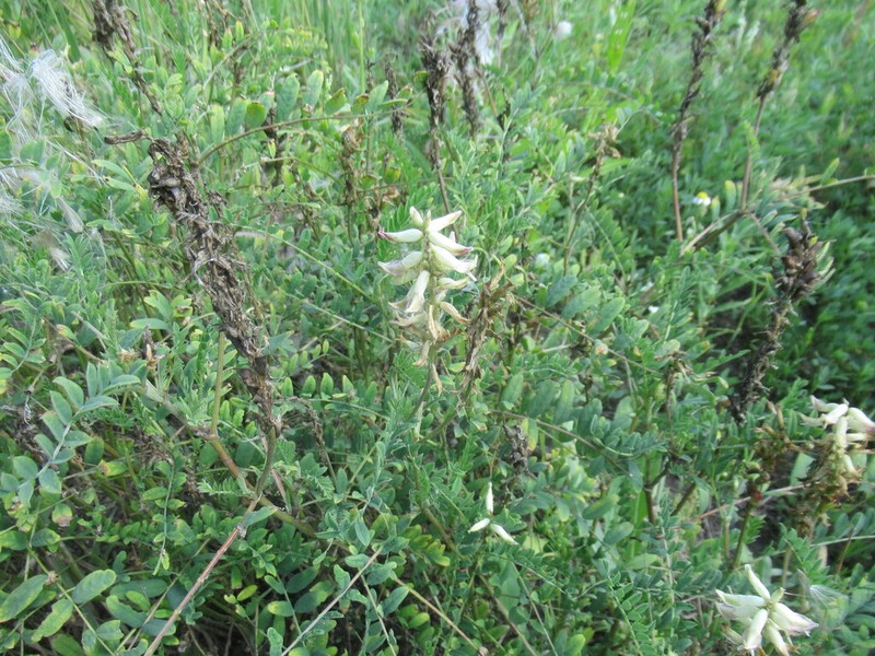 Astragalus uliginosus photo 4