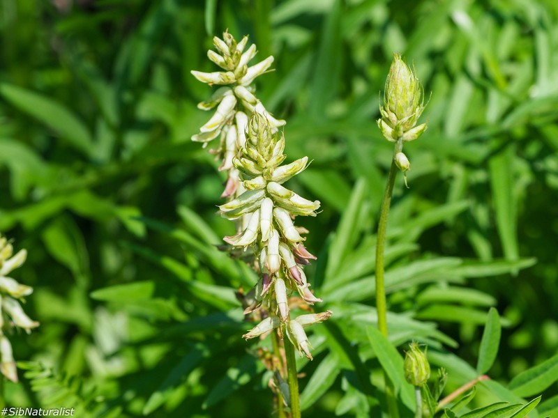 Astragalus uliginosus photo 5