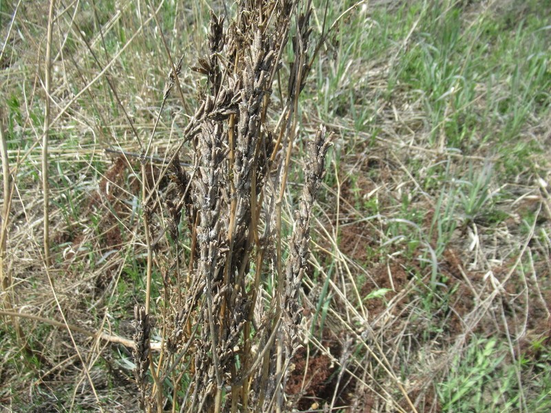 Astragalus uliginosus photo 6