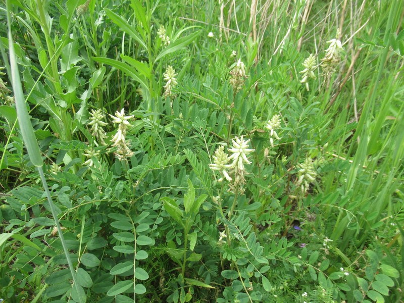 Astragalus uliginosus photo 7