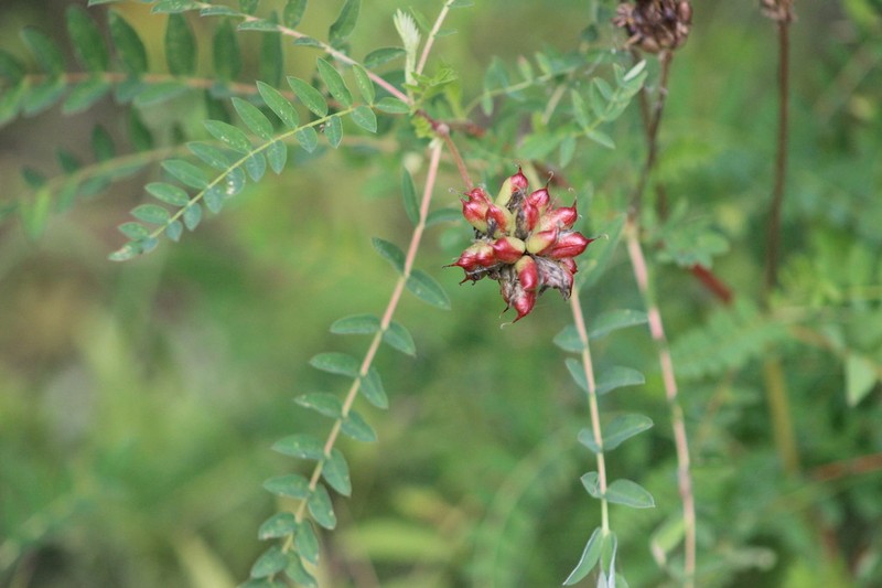 Astragalus uliginosus photo 8