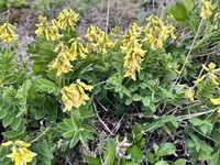 Tundra Milkvetch