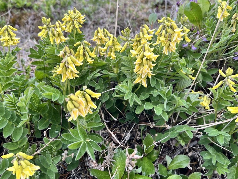 Tundra Milkvetch
