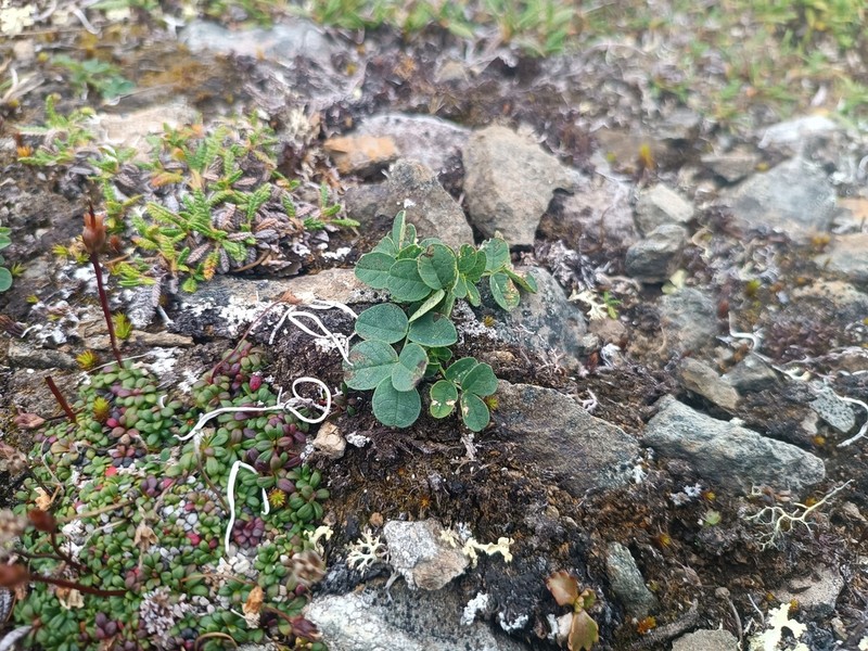Tundra Milkvetch photo 2