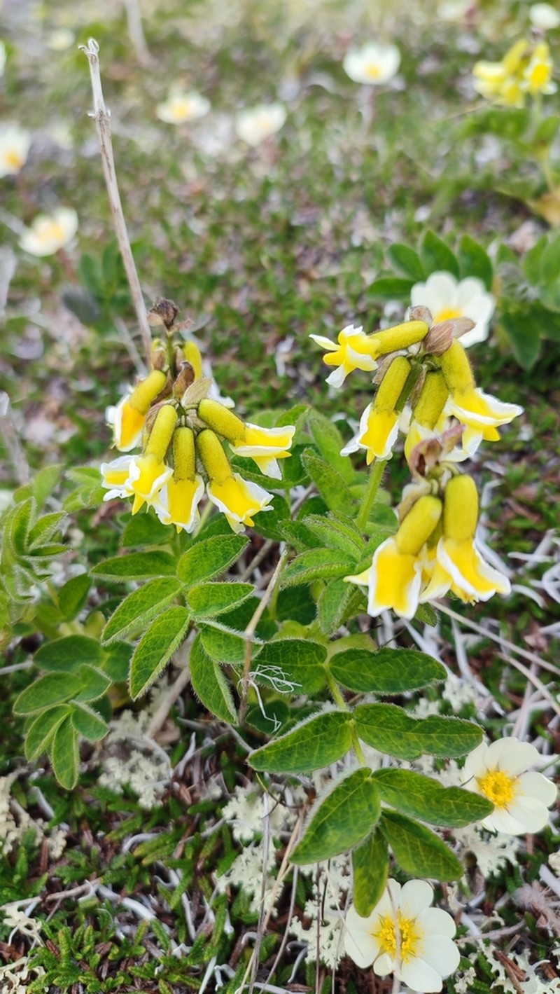 Tundra Milkvetch photo 3