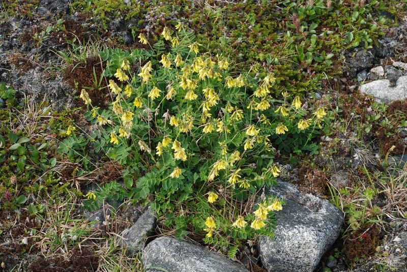Tundra Milkvetch photo 4