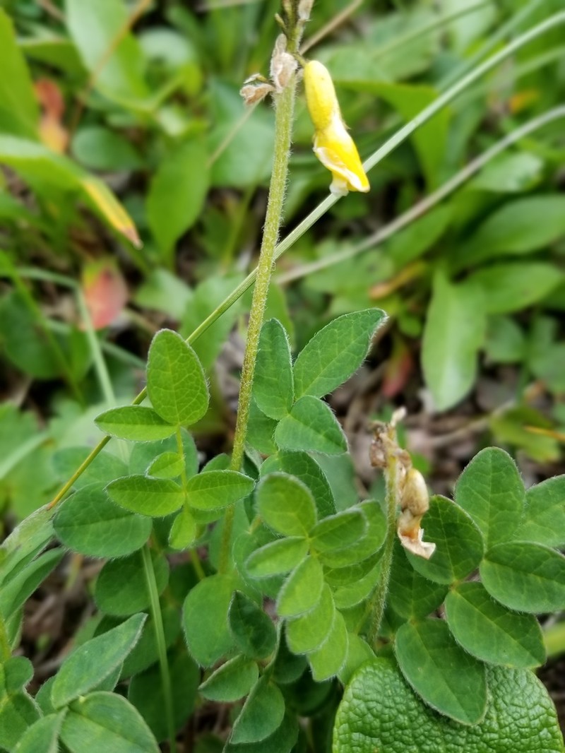 Tundra Milkvetch photo 5