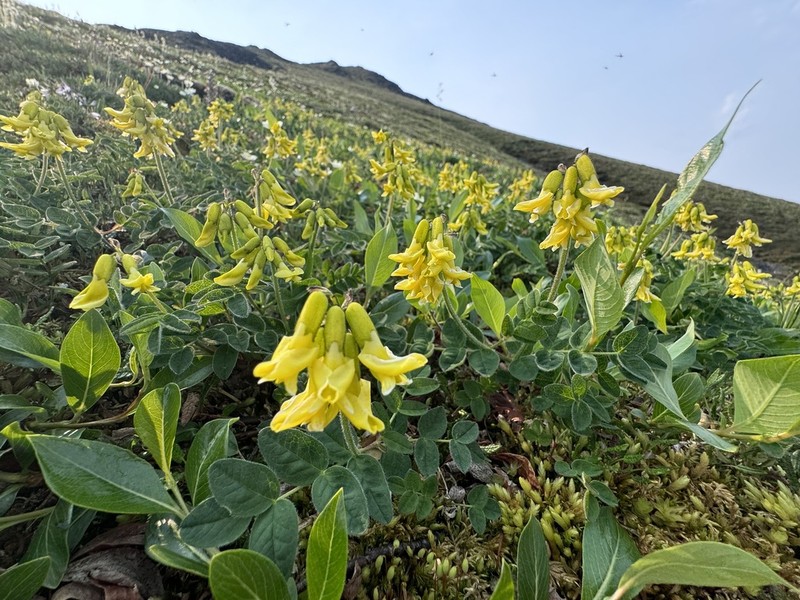 Tundra Milkvetch photo 6