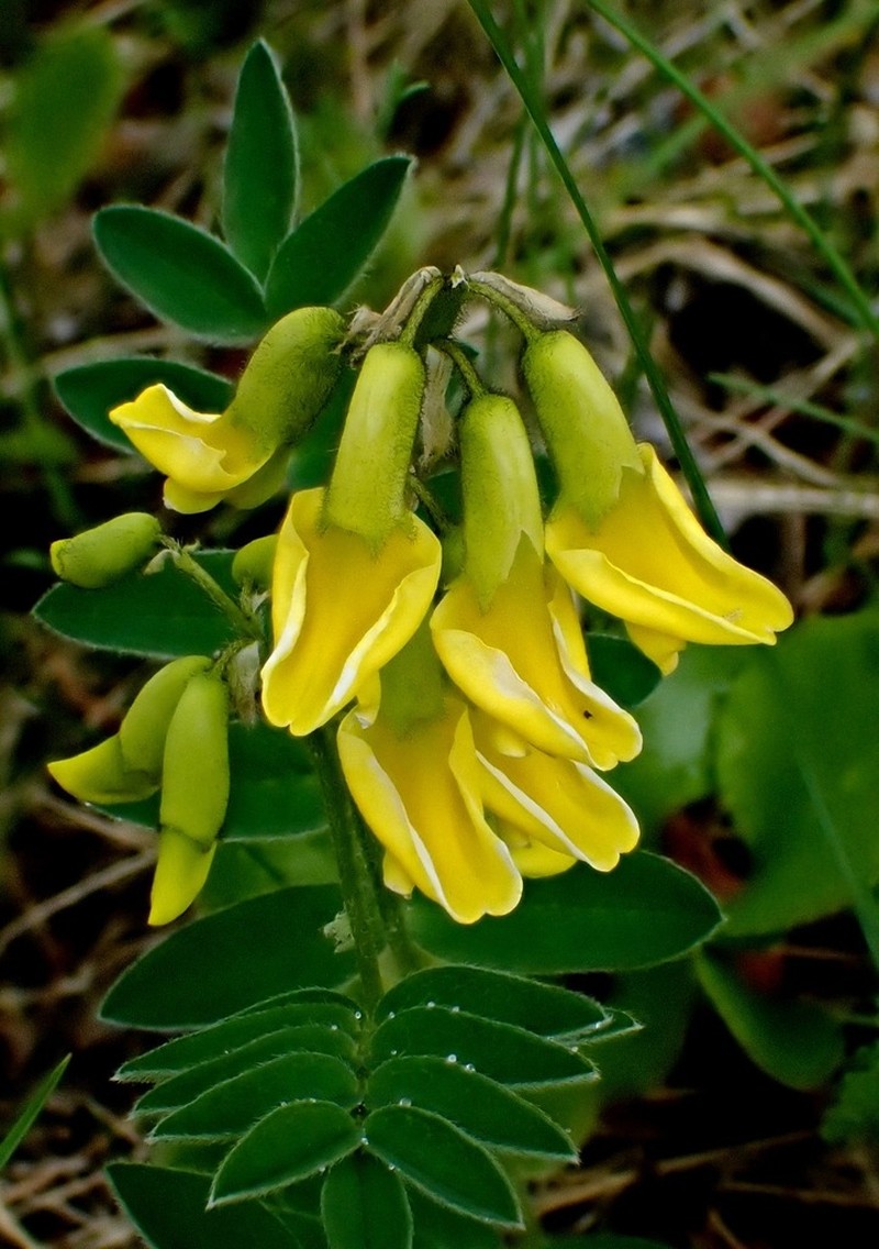 Tundra Milkvetch photo 7