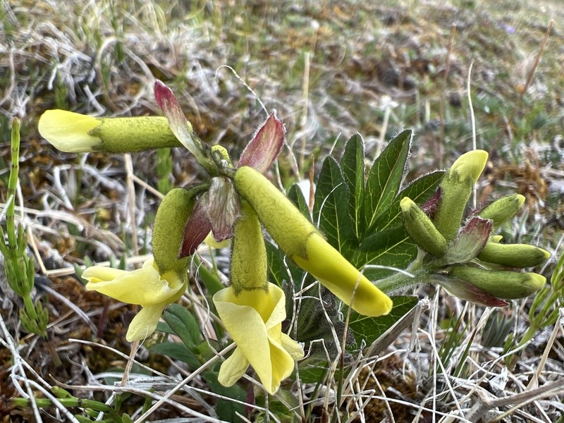 Tundra Milkvetch photo 8