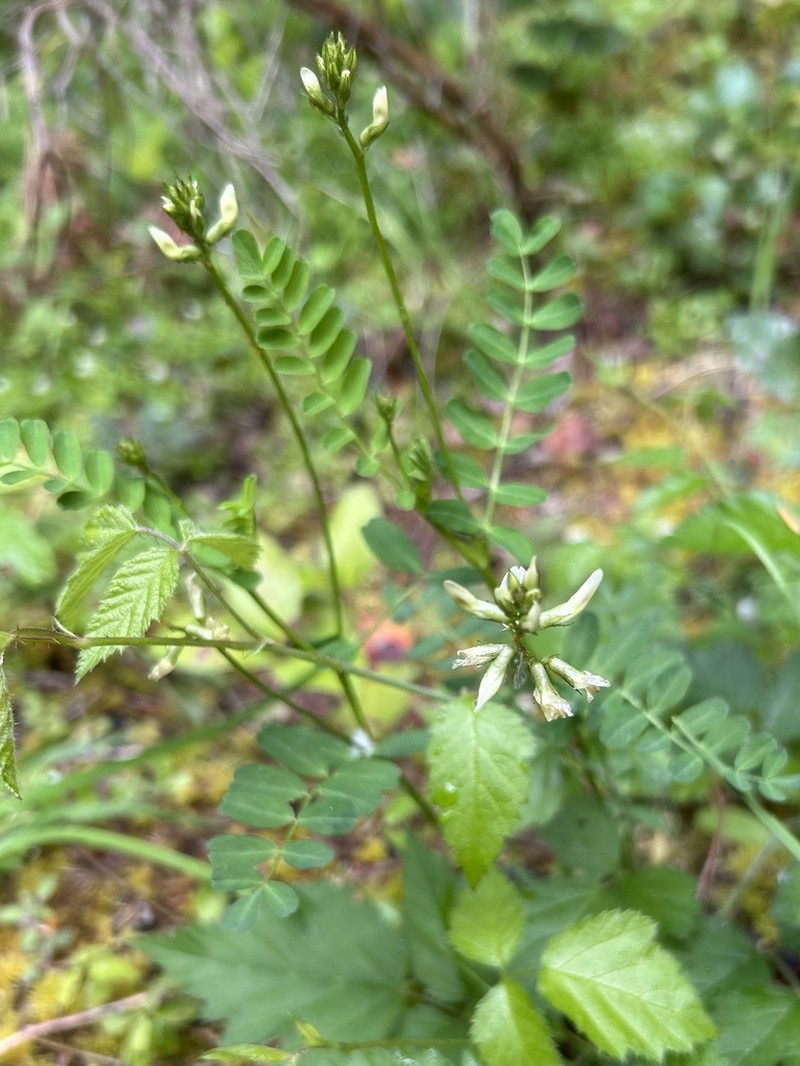 Bald Mountain Milkvetch photo 2