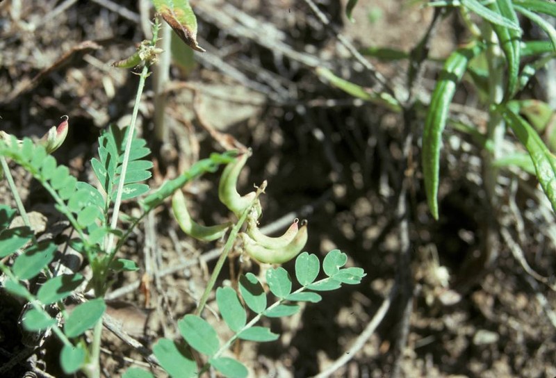 Bald Mountain Milkvetch photo 3