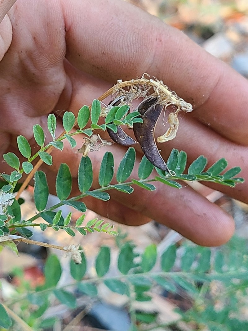 Bald Mountain Milkvetch photo 4