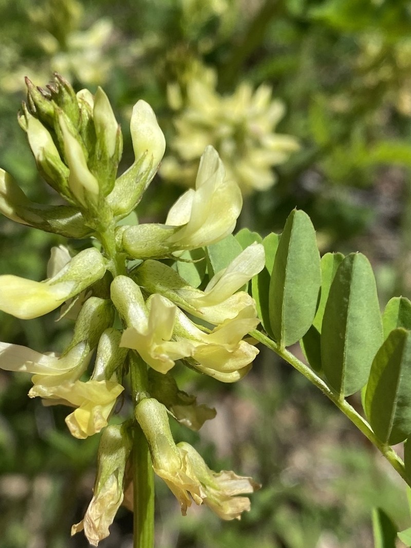 Bald Mountain Milkvetch photo 5